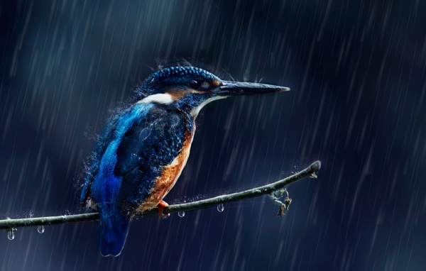 Маленькая птица зимородок на ветке под дождем