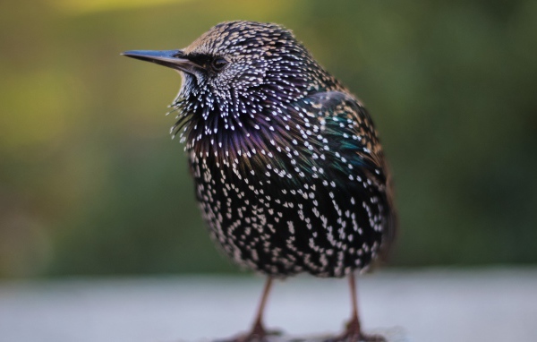 Маленький милый птенец скворца 