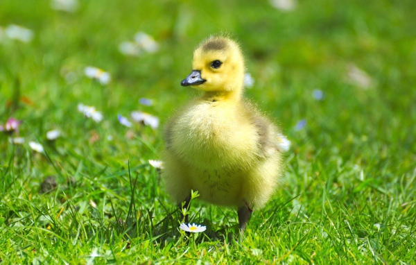 Маленький милый гусенок на зеленой траве