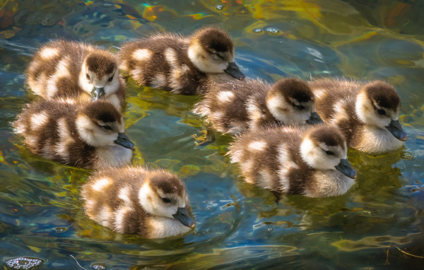 Маленькие утята плывут по воде