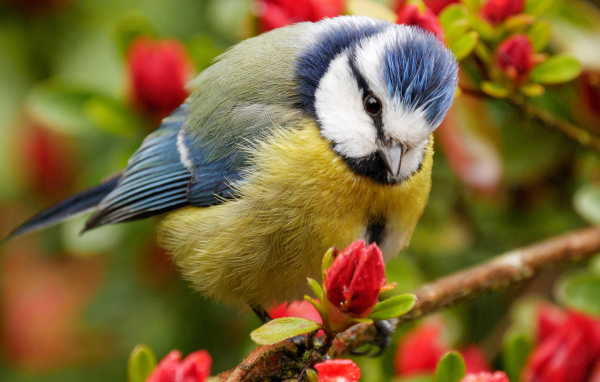 Маленькая синица сидит на ветке цветущего дерева 
