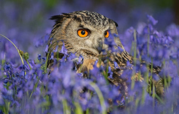 Сова спряталась в голубых полевых цветах 