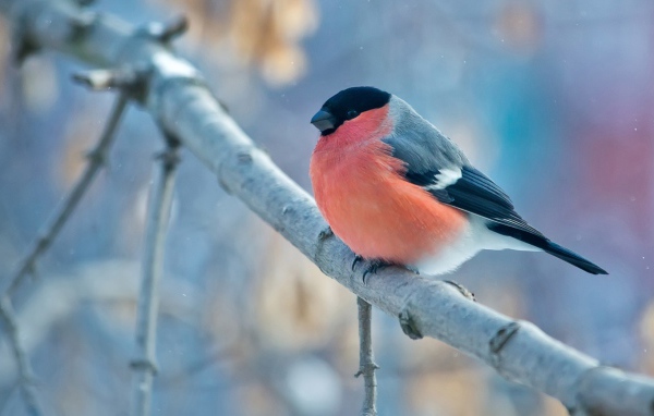 Маленький снегирь на ветке 