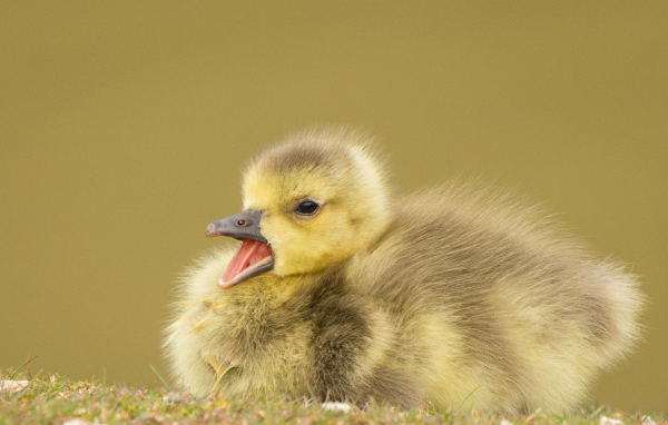 Маленький утенок с открытым клювом