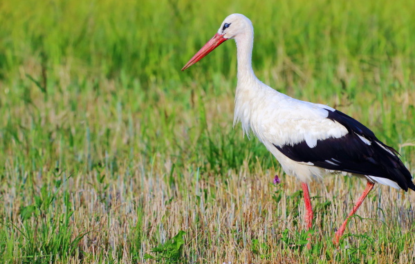 Аист в траве 