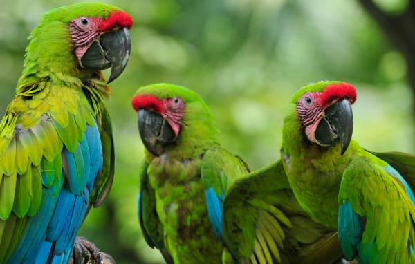 Три зеленых малый солдатских ара на ветке 