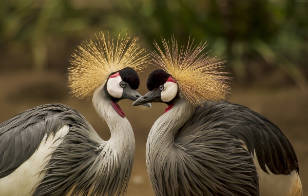 Два красивых венценосных журавля