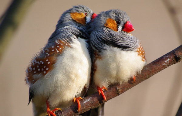 Две милых канарейки на ветке дерева