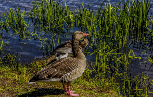Два больших серых гуся у водоема