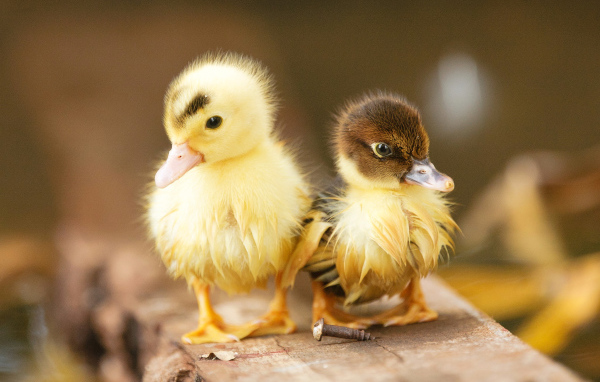 Два маленьких милых мокрых утенка