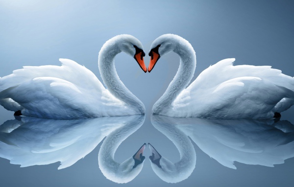 Два влюбленных белых лебедя отражаются в воде 