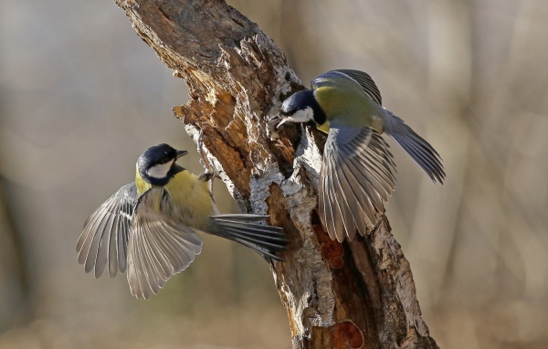 Две синицы на сухом стволе дерева 