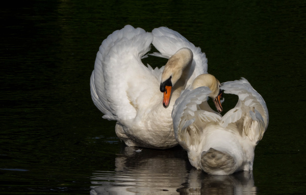 Два белых лебедя в водоеме