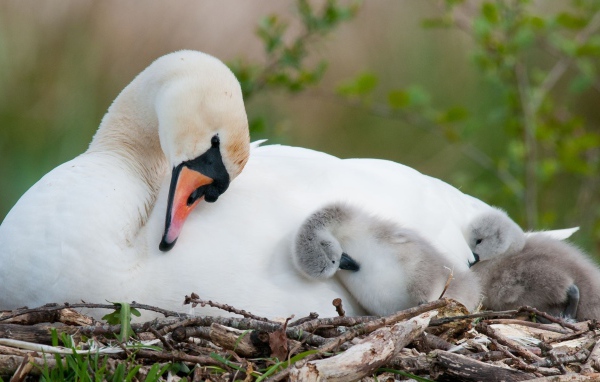 Белый лебедь в гнезде с маленькими птенцами 
