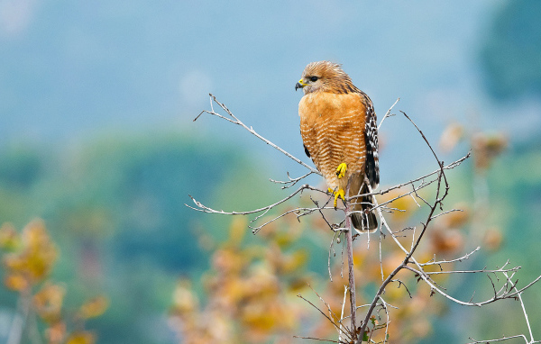 Желтый хищный ястреб сидит на ветке 