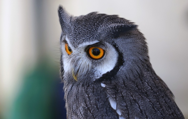 Большая серая сова с большими желтыми глазами 