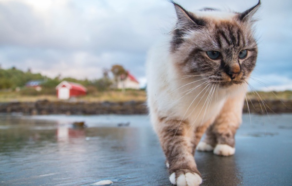 Красивый голубоглазый кот идет по мокрой земле 