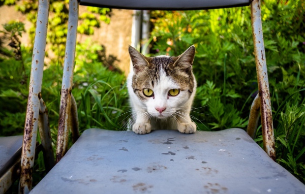 Испуганная кошка сидит на стуле