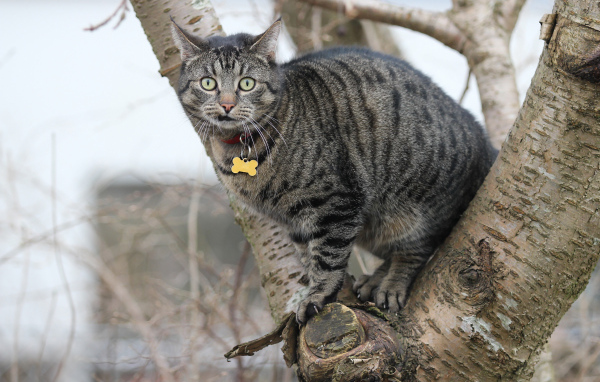 Испуганный серый кот сидит на дереве