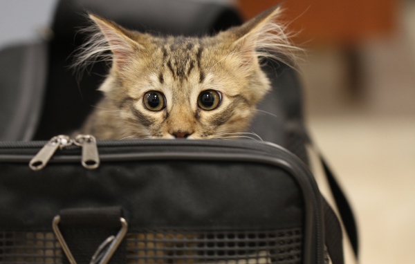 Испуганный серый котенок в черной сумке 