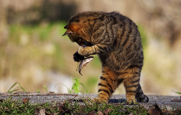 Серый кот поймал маленькую рыбу 