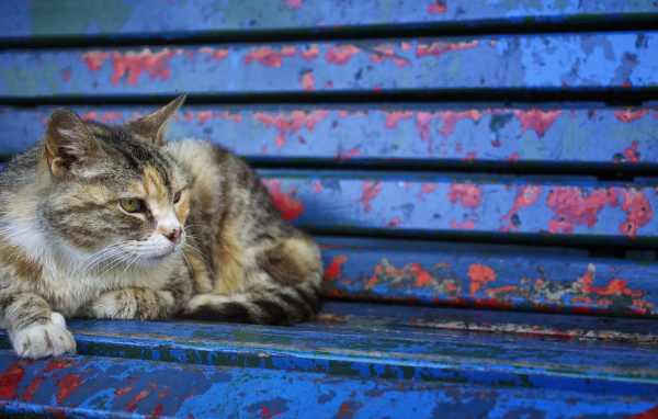 Серый бездомный кот лежит на старой лавке
