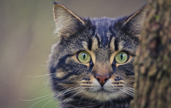 Большой серый кот выглядывает из - за дерева 