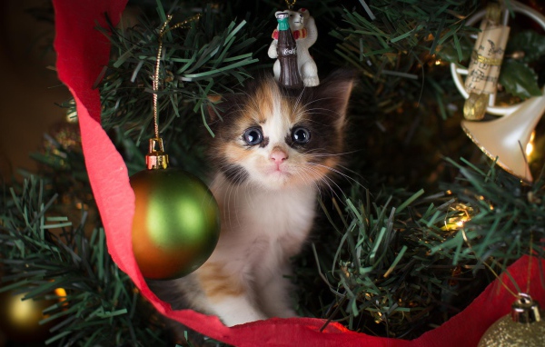 Маленький милый котенок сидит на нарядной елке на новый год