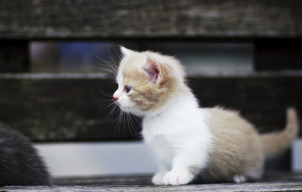 Маленький забавный коротколапый котенок