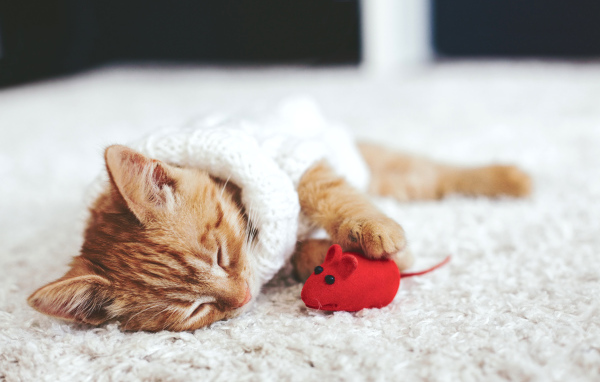 Маленький рыжий котенок спит с игрушечной мышкой