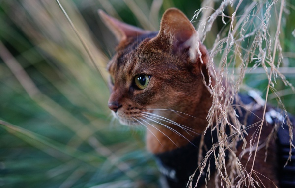Красивая абиссинская короткошерстная кошка
