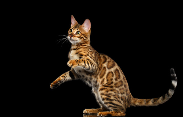 Красивая Бенгальская кошка на черном фоне