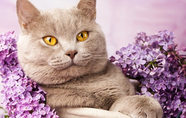 Красивый британский кот с цветами сирени