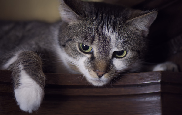 Красивый кот с зелеными глазами крупным планом