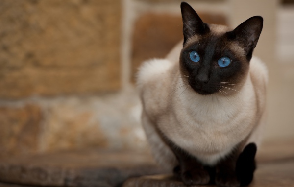 Красивый взгляд голубоглазой сиамской кошки