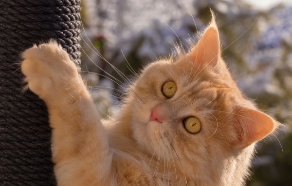 Красивый рыжий зеленоглазый кот