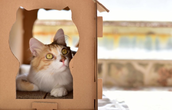 Красивый рыжий кот в картонной коробке 