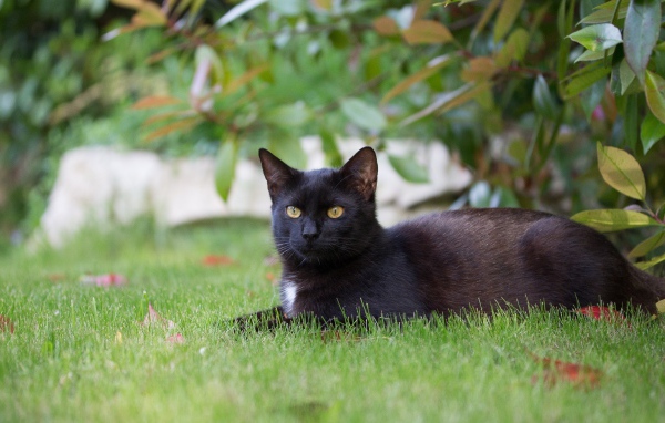 Черный кот лежит на зеленой траве 