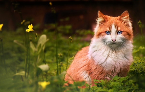 Голубоглазый рыжий кот сидит в зеленой траве