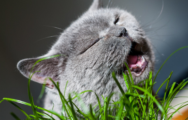 Кот британец грызет зеленую траву