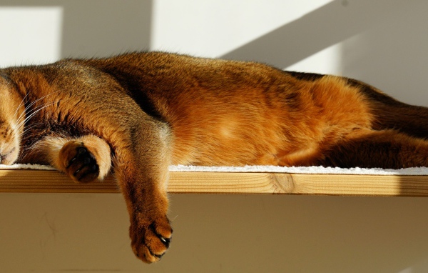 Кошка спит на полке 