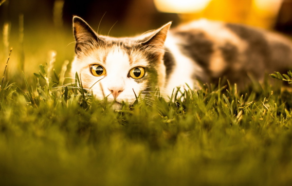 Кошка с желтыми глазами притаилась в траве 