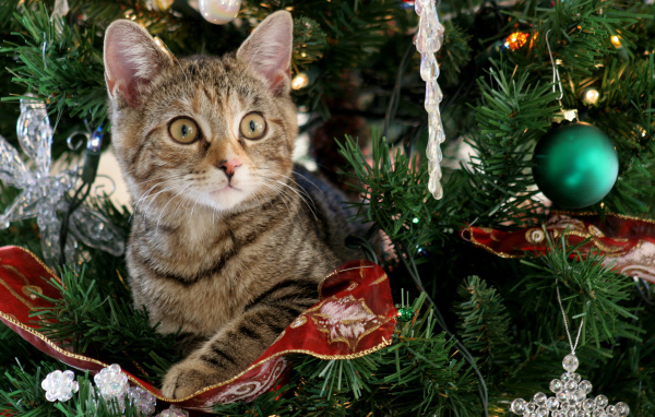 Любопытный серый котенок на наряженное елке