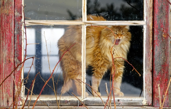 Пушистый рыжий кот зевает в окне