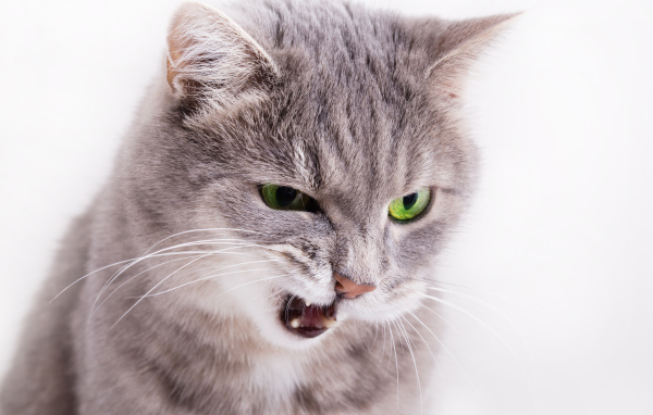 Хмурый взгляд серой кошки на белом фоне