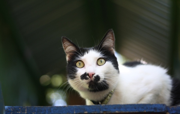 Забавный черно белый кот 