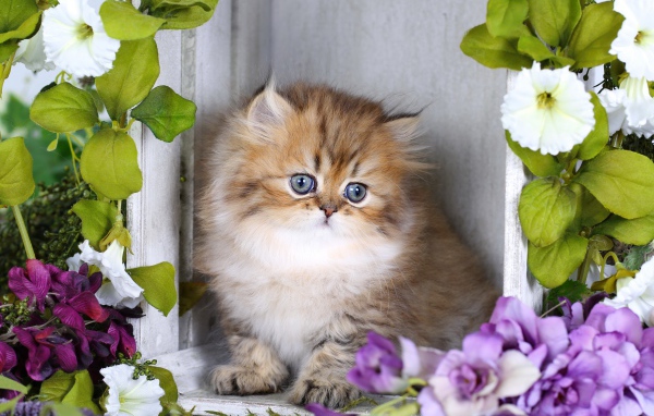 Забавный пушистый котенок с цветами