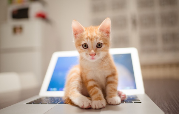 Забавный рыжий котенок сидит на ноутбуке
