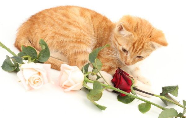 Рыжий котенок с розами на белом фоне