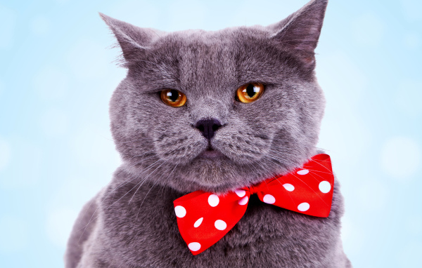 Серый британский кот с большим красным бантом в горошек